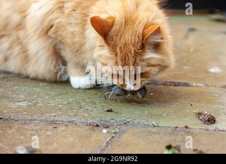 Un chat au gingembre avec une souris morte Banque D'Images