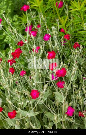 Gros plan du Campion rose vif Banque D'Images
