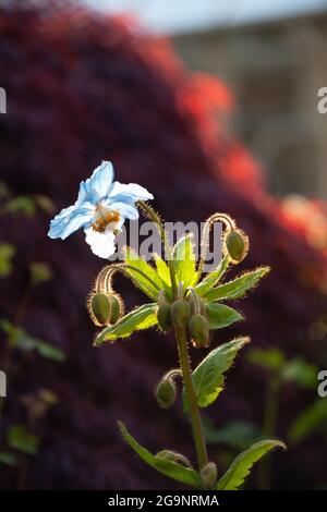 Gros plan d'un coquelicot bleu (Meconopsis) Banque D'Images