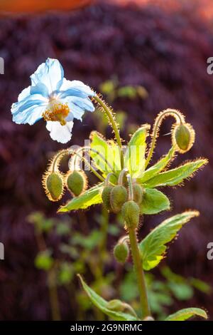 Gros plan d'un coquelicot bleu (Meconopsis) Banque D'Images