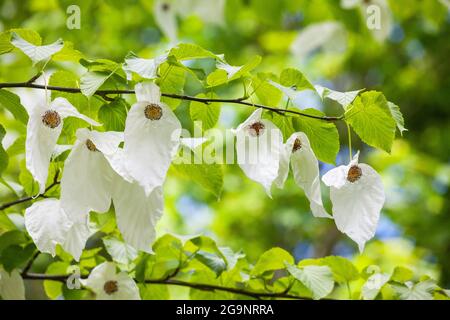 Davidia involucrata, arbre de mouchoir, arbre de colombe Banque D'Images