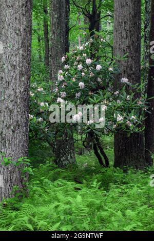 Rhododendron, Rhododendron maximum, également connu sous le nom de Great Laurel et Rosebay floraison en juillet dans la forêt de l'État du Delaware dans le Pocono de Pennsylvani'a Banque D'Images