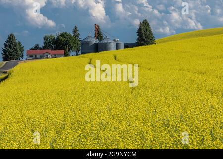 Ferme et champs de canola dans la région de Palouse, dans l'État de Washington Banque D'Images