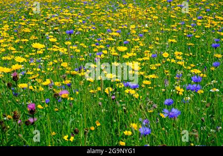 prairie de fleurs sauvages, nord de norfolk, angleterre Banque D'Images