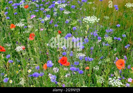 prairie de fleurs sauvages, nord de norfolk, angleterre Banque D'Images