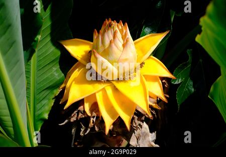 plante de musa lasiocarpa jaune dans le jardin anglais, hampshire, angleterre Banque D'Images