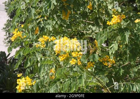 TIPA ou Rosewood (Tipuana tipu) en pleine floraison Banque D'Images