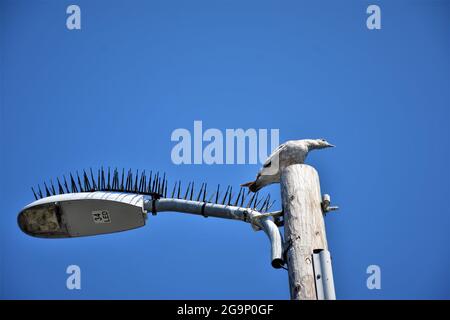 Goéland adulte évitant les pointes qui sont là pour le garder loin, sans succès, sur la jetée à Port San Luis Banque D'Images