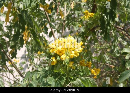 TIPA ou Rosewood (Tipuana tipu) en pleine floraison Banque D'Images