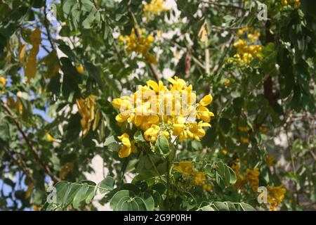 TIPA ou Rosewood (Tipuana tipu) en pleine floraison Banque D'Images