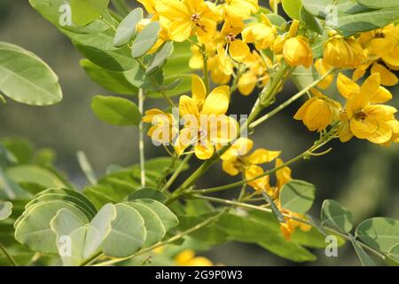 TIPA ou Rosewood (Tipuana tipu) en pleine floraison Banque D'Images