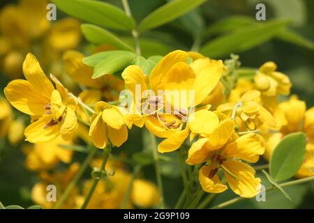 TIPA ou Rosewood (Tipuana tipu) en pleine floraison Banque D'Images