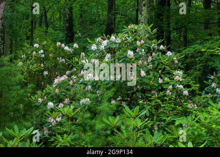 Rhododendron, Rhododendron maximum, également connu sous le nom de Great Laurel et Rosebay floraison en juillet dans la forêt de l'État du Delaware dans le Pocono de Pennsylvani'a Banque D'Images