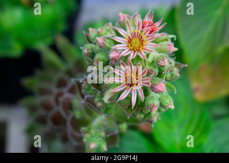 Fleurs et bourgeons du sempervivum tectorum (poules et poussins) plantent sur un fond vert et noir flou Banque D'Images