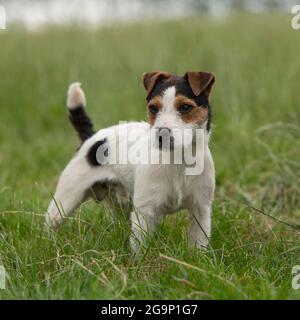 Jack Russell Terrier dog Banque D'Images