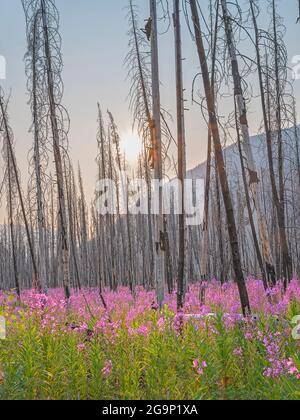 La mouchee (Chamaenerion angustifolium) croît parmi les accrocs d'arbres de feu de forêt dans le parc national Kootenay, Colombie-Britannique, Canada Banque D'Images