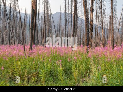 La mouchee (Chamaenerion angustifolium) croît parmi les accrocs d'arbres de feu de forêt dans le parc national Kootenay, Colombie-Britannique, Canada Banque D'Images