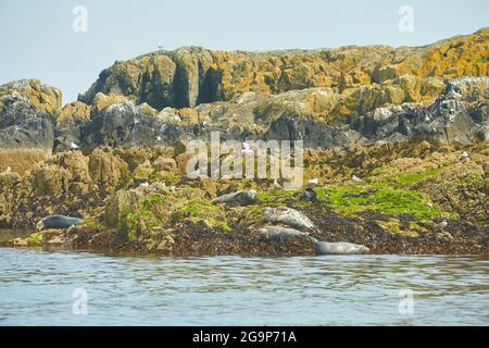 Groupe de drôle paresseux éléphants phoques sur la plage rocheuse. Banque D'Images