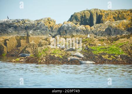 Groupe de drôle paresseux éléphants phoques sur la plage rocheuse. Banque D'Images