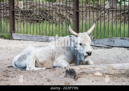 Le bétail gris hongrois se détende en plein air dans le zoo Banque D'Images