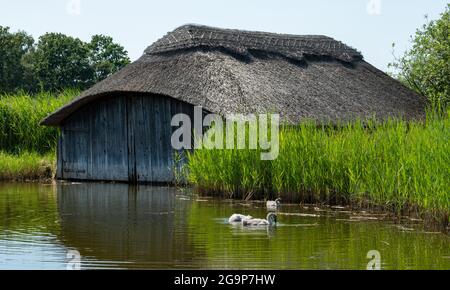 Des serres historiques sur toit de chaume, parmi les grands roseaux verts de Hickling Broad, à l'est de Norwich, dans le Norfolk au Royaume-Uni Banque D'Images