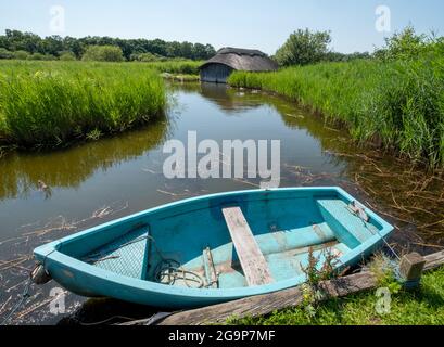 Des serres de chaume historiques parmi les roseaux verdoyants de Hickling Broad, à l'est de Norwich, dans le Norfolk, au Royaume-Uni. Bateau de rafles bleu au premier plan. Banque D'Images