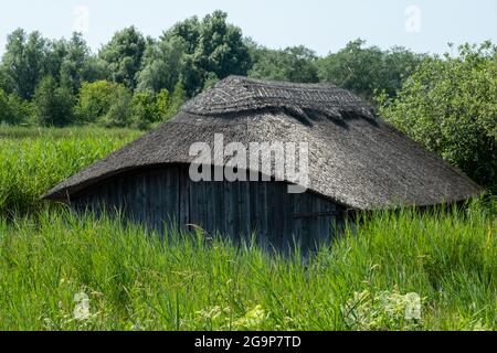 Des serres historiques sur toit de chaume, parmi les grands roseaux verts de Hickling Broad, à l'est de Norwich, dans le Norfolk au Royaume-Uni Banque D'Images