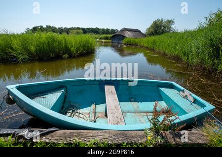 Des serres de chaume historiques parmi les roseaux verdoyants de Hickling Broad, à l'est de Norwich, dans le Norfolk, au Royaume-Uni. Bateau de rafles bleu au premier plan. Banque D'Images