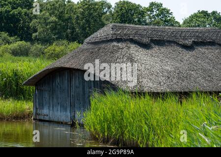 Des serres historiques sur toit de chaume, parmi les grands roseaux verts de Hickling Broad, à l'est de Norwich, dans le Norfolk au Royaume-Uni Banque D'Images