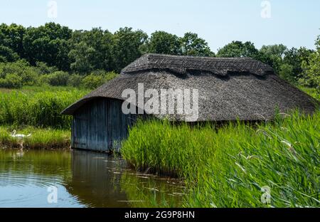 Des serres historiques sur toit de chaume, parmi les grands roseaux verts de Hickling Broad, à l'est de Norwich, dans le Norfolk au Royaume-Uni Banque D'Images