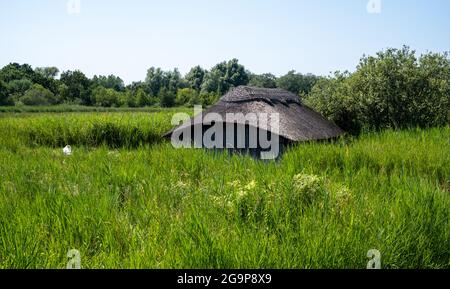 Des serres historiques sur toit de chaume, parmi les grands roseaux verts de Hickling Broad, à l'est de Norwich, dans le Norfolk au Royaume-Uni Banque D'Images