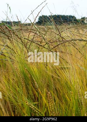 Problème de Ryegrass italien. Banque D'Images