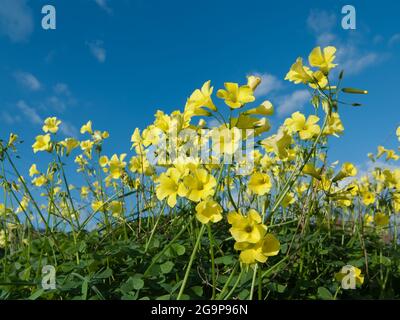 Fleurs jaunes d'Oxalis PES-caprae contre ciel bleu Banque D'Images