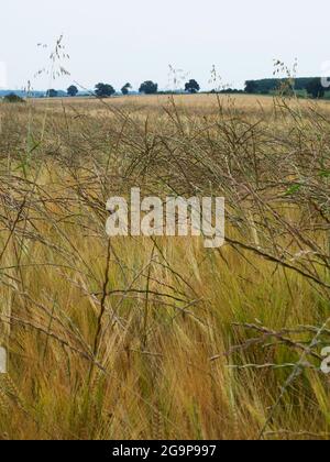 Problème de Ryegrass italien. Banque D'Images