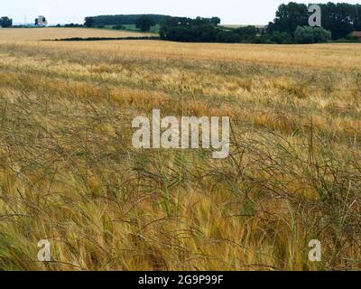 Problème de Ryegrass italien. Banque D'Images