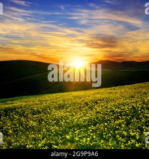 Prairie jaune fleurs contre ciel coloré au coucher du soleil en Sicile, Italie Banque D'Images