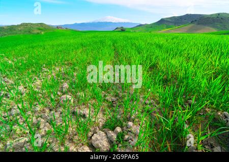 Paysage lumineux de l'agriculture de Sicile avec champ d'herbe verte de près Autour du volcan Etna en hiver Banque D'Images