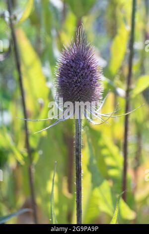 Petite cuillère à café Dipsacus à fleurs violettes dans le jardin Banque D'Images