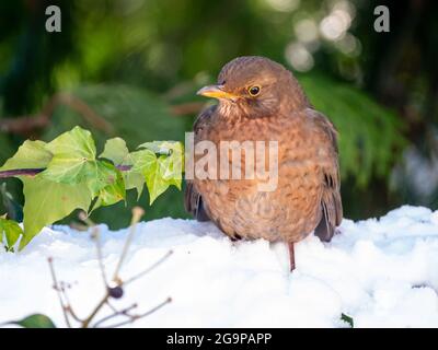 Blackbird, Turdus merula, portrait de la femelle perching dans la neige en hiver, pays-Bas Banque D'Images