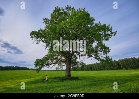 Vieux chêne énorme dans le champ d'été. Femme prend une photo d'un chêne avec son téléphone. Banque D'Images