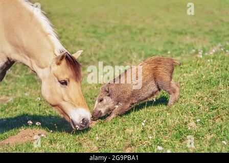 Le cheval du fjord norvégien et le jeune sanglier d'Europe centrale (sus scrofa) se rapprochent nez à nez dans une prairie verte, en Allemagne Banque D'Images