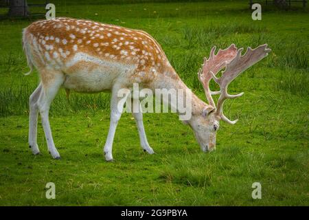 Cerf en jachère (Dama dama) avec bois recouverts de velours broutant dans un champ d'herbe verte luxuriante pendant l'été. Banque D'Images