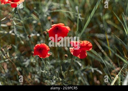 Fleurs les coquelicots rouges fleurissent dans le champ sauvage. Magnifique champ de coquelicots rouges avec mise au point sélective. Banque D'Images