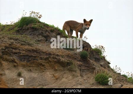 Fox-Vulpes rouge Vulpes. Uk Banque D'Images