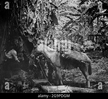 COSTA RICA - 1902 - les travailleurs des plantations récoltent et chargent des boisseaux de bananes sur une mule, avant d'être transportés dans un train de cargaison en attente Banque D'Images