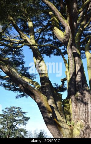 cèdre du liban, cedrus libani, heath hardwicke, bury st edmunds, suffolk,angleterre Banque D'Images