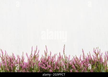 Rose commun les fleurs chinées bordent sur un fond clair. Espace de copie, vue de dessus. Flat lay, mise au point sélective Banque D'Images