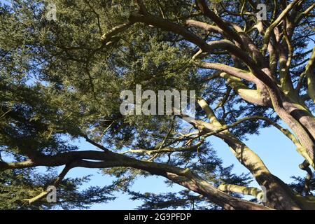 cèdre du liban, cedrus libani, heath hardwicke, bury st edmunds, suffolk,angleterre Banque D'Images