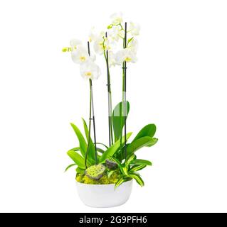 Composition des plantes dans un pot blanc bas d'orchidées à fleurs blanches, graines mûres d'inflorescences de lotus, dracaena et mousses. Isolé sur fond blanc Banque D'Images