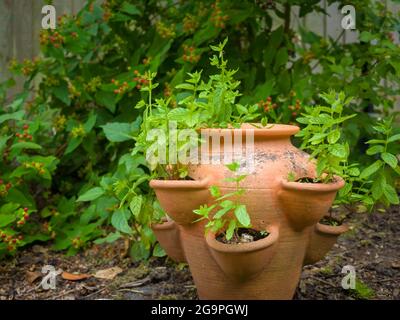 Jardin menthe poussant dans un pot de fraise en terre cuite dans un jardin Banque D'Images